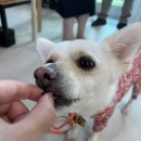 씨유제주한라마을점 | 제주 조천읍 말 간식 수제간식 한라마테우리 후기