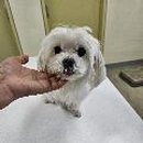 탕정면로 이미지