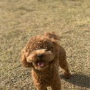 발라당눕스 이미지