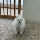 댕요일 이미지