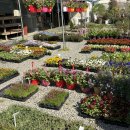 다육사랑화원 | [경주근교 화훼단지] 울산 화훼 '금호화훼마트'