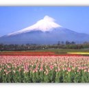 직장인 원어민일본어 회화 (초급) 이미지