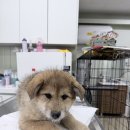 호평동물병원 이미지