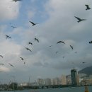 부산갈매기 이미지