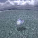 밥밥디라라 이미지