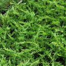 미리네농장 이미지