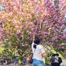 영월집 | 천안 각원사 겹벚꽃 명소 개화 꽃구경 후기 – 첫 겹벚꽃 놀이♪