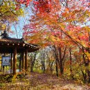 건지산숲속작은도서관 | 전주 등산 갈만한곳 건지산 단풍 둘레길 산책로 숲속도서관