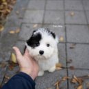 도로시 퍼피 이미지