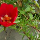 노고지리 이미지