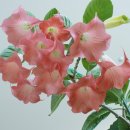 행복나무 이미지