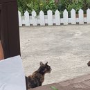 노고지리팬션 | 지리산 계곡 펜션 ! 전남 노고지리 물놀이와 먹방