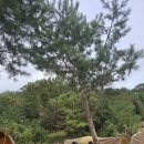 대전탄방중학교 | [공지] 파다주짓수 둔산 캠핑 10.18~19 [ 파다주짓수 둔산 / 대전 주짓수 ]