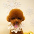 댕댕아띠 이미지