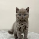 대전 고양이분양 퍼스트캣 대전점 이미지