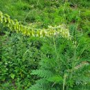 봉삼약초농장 이미지