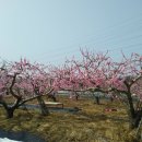 금호강변 이미지