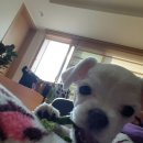 향남메디동물병원 이미지