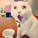 KOPRO(고프로) 이미지