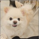 부산애견호텔 강아지유치원 애견미용 맘바이 수영구점 이미지