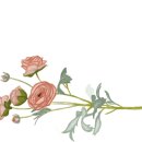 궁잔기지떡강릉점 이미지