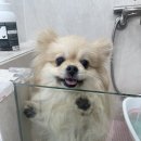 블루시엘 | 블루시엘 다녀와봤어요 송파애견미용 솔직후기 들려드릴게요
