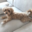 허그댕댕 이미지