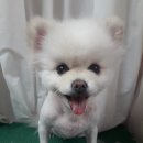 코이독(눈 내리는 강아지마을) 네이버블로그