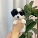 몽냥몽냥 강아지분양 은평점 | 🏠 일산강아지분양 몽냥몽냥 일산점에서 만난 우리 가족의 첫 이야기 🐶💕