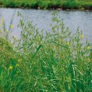 【메귀리(Avena fatua),참새귀리(Bromus japonicus) 비교 】「모두 벼과, 분류상 서로 다른 속」 이미지