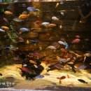 아쿠아플라넷 제주 이미지