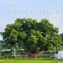 영풍 단촌리 느티나무 이미지
