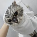 천사섬 동물병원 | 광진구 자양동 우주동물병원 고양이 건강검진 후기 / 과잉진료 없는 착한 동물병원