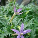 로렌시아 이미지