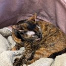 서울시티크루 이미지