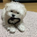 털좀밀개 이미지