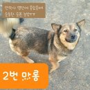 [함안보호소 유기견] 임보의 힘이라긔. 달라진 아이들과, 입양 간 아이들 힐링하고 가세요 ♡ 이미지