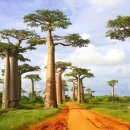 바오밥나무 이미지