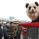 강아지랑나랑 이미지