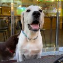 애견카페 펍 곰곰 이미지