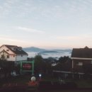 풍차랑 허브랑 이미지