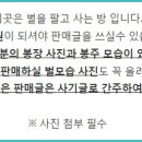 포획기로 채집한 장수말벌 구합니다 이미지