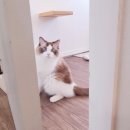 묘랑 고양이 전문호텔 이미지