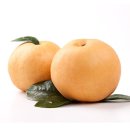 나주茶문화연구소 | 나주배와 이마무라, 신고 배품종 이야기, 나주는 일제시대 이전에도 배산지로 유명하였습니다. 왕의 진상품