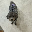 멍멍미식회 이미지