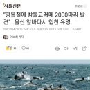 광복절에 참돌고래떼 2000마리 발견”…울산 앞바다서 힘찬 유영 이미지