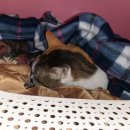 더나은펫샵 이미지