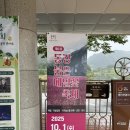 강정마을 의례회관 | 영월여행ㅣ동강붉은메밀꽃 축제 황화코스모스 군락 후기 10월 4일 개화 상태