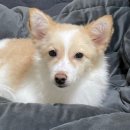 개를 위한 하루 이미지