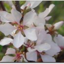 복숭아꽃 살구꽃 이미지